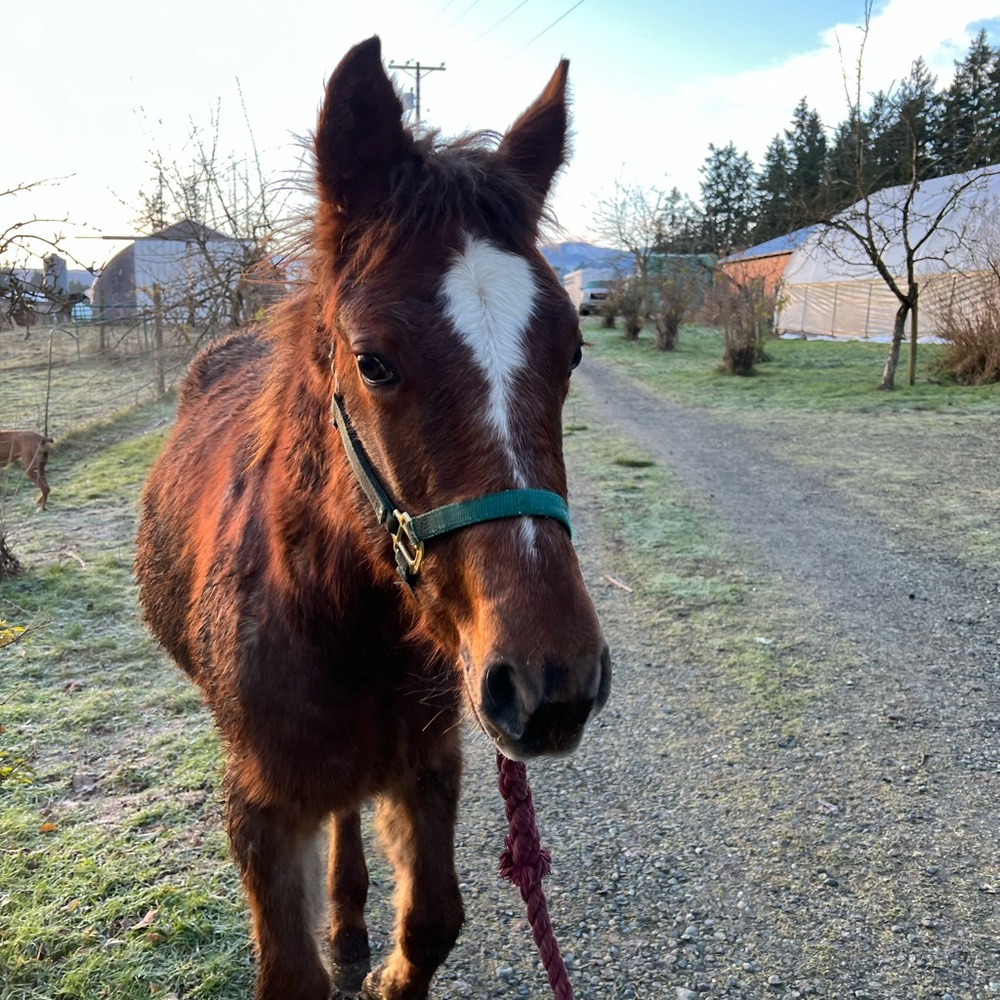 Meet your Posher, Laurena